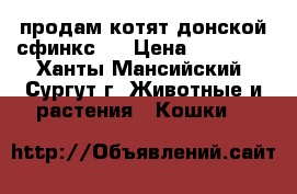 продам котят донской сфинкс.  › Цена ­ 10 000 - Ханты-Мансийский, Сургут г. Животные и растения » Кошки   